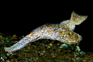 Solenostomus cyanopterus